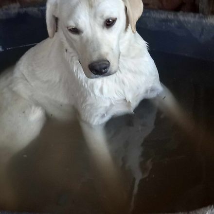 Wer sieht Malkas Kinder?