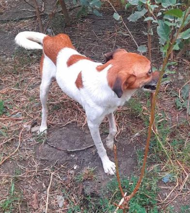 Mando – ein Kämpfer mit Herz aus Gold