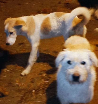 Mando – ein Kämpfer mit Herz aus Gold