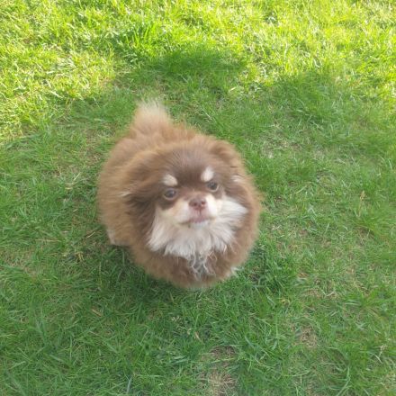 Pom Welpen suchen neues Zuhause