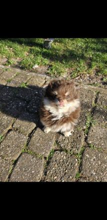 Pom Welpen suchen neues Zuhause