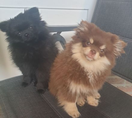 Pom Welpen suchen neues Zuhause