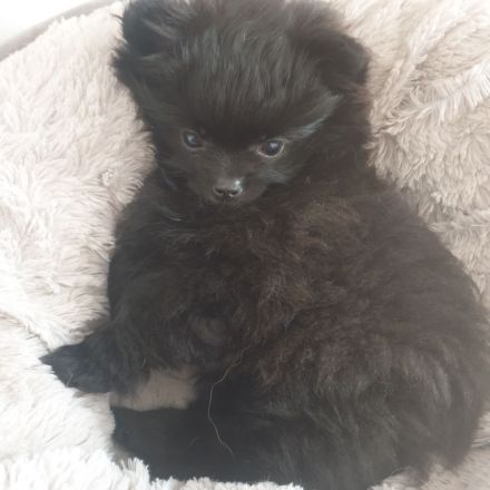 Pom Welpen suchen neues Zuhause