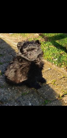 Pom Welpen suchen neues Zuhause