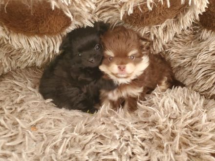 Pom Welpen suchen neues Zuhause