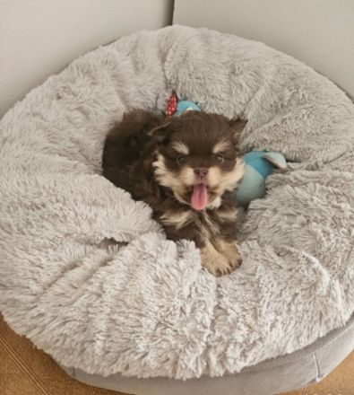 Pom Welpen suchen neues Zuhause