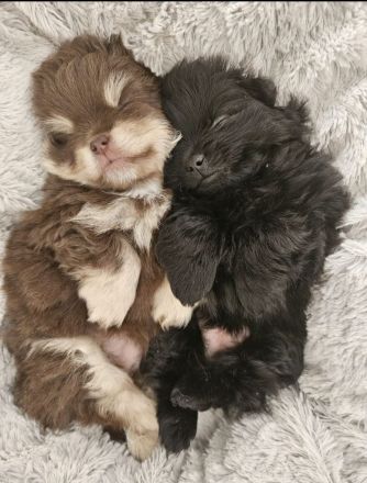 Pom Welpen suchen neues Zuhause