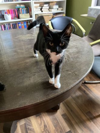 Zwei weibliche Kitten gemeinsam abzugeben