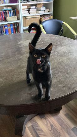 Zwei weibliche Kitten gemeinsam abzugeben