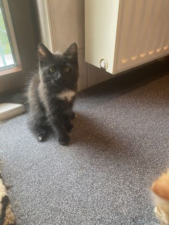 Norwegische Waldkatze