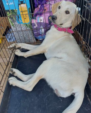 Manita – Ein liebevolles Zuhause für ein besonderes Hundemädchen gesucht!