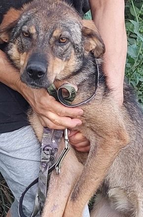 Marta – ein liebes Herz auf der Suche nach ihrem Menschen.