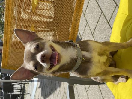 Apollo-Einzigartiger feinfühliger Chihuahua-Deckrüde mit Ahnentafel & Charakter