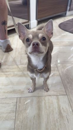 Apollo-Einzigartiger feinfühliger Chihuahua-Deckrüde mit Ahnentafel & Charakter