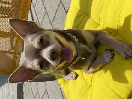 Apollo-Einzigartiger feinfühliger Chihuahua-Deckrüde mit Ahnentafel & Charakter