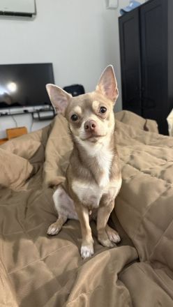 Apollo-Einzigartiger feinfühliger Chihuahua-Deckrüde mit Ahnentafel & Charakter