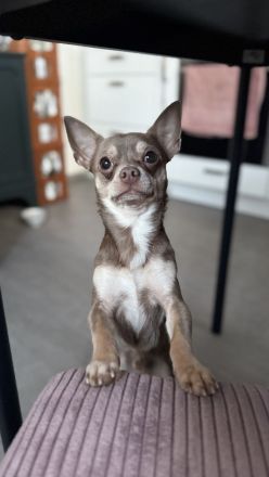 Apollo-Einzigartiger feinfühliger Chihuahua-Deckrüde mit Ahnentafel & Charakter