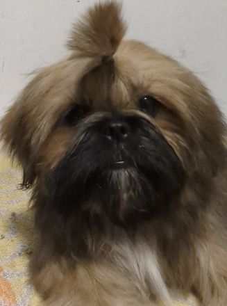 Wunderschöne Shih Tzu Welpen, FCI