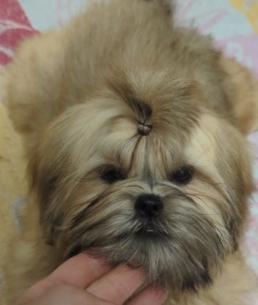 Wunderschöne Shih Tzu Welpen, FCI