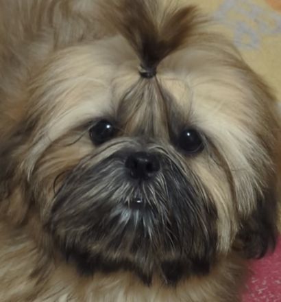Wunderschöne Shih Tzu Welpen, FCI