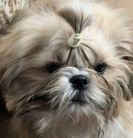 Shih Tzu Welpen, FCI