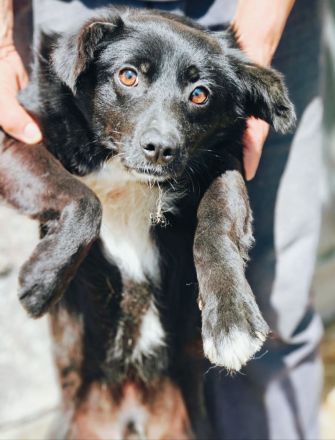 Zuhause gesucht für Milan und Monty – zwei Notfälle mit großem Herz