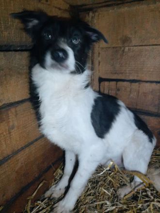 Zuhause gesucht für Milan und Monty – zwei Notfälle mit großem Herz