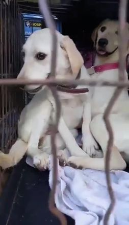 Milly – Ein liebevolles Zuhause für ein besonderes Hundemädchen gesucht!