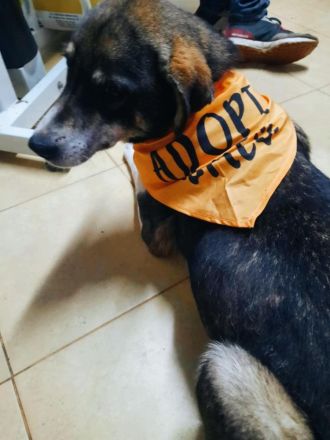 Nancy sucht ihren Herzensmenschen!