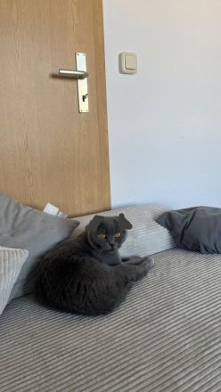 Mausi sucht zuhause für immer