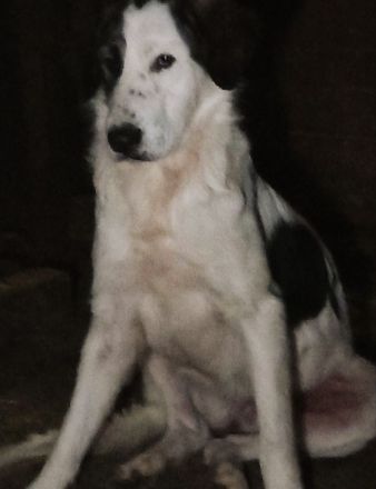 Natalia – eine wundervolle Hündin sucht ihr Glück!