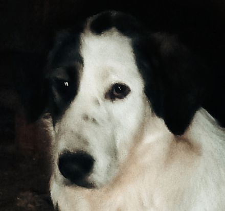 Natalia – eine wundervolle Hündin sucht ihr Glück!