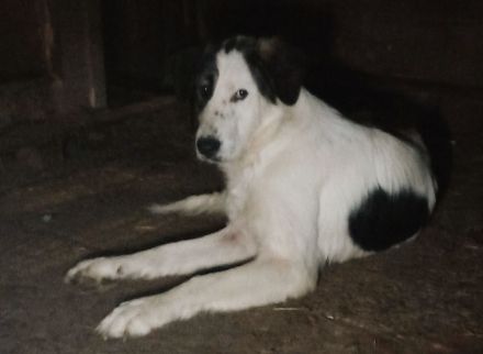 Natalia – eine wundervolle Hündin sucht ihr Glück!