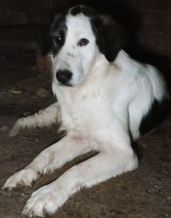 Natalia – eine wundervolle Hündin sucht ihr Glück!