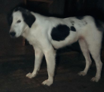 Natalia – eine wundervolle Hündin sucht ihr Glück!