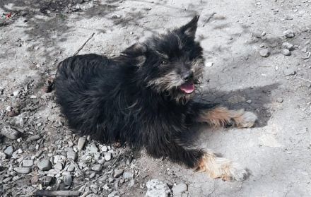 Nelly sucht ein liebevolles Zuhause