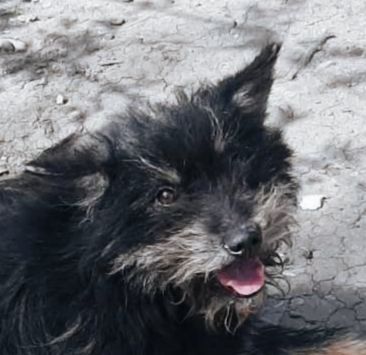 Nelly sucht ein liebevolles Zuhause