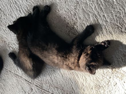 Britisch Kurzhaar (BKH) Kitten in Schokobraun