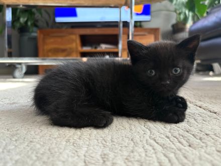 Britisch Kurzhaar (BKH) Kitten in Schokobraun