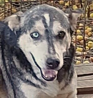 Huskymix Nelson – ein sanfter Held sucht sein Glück.