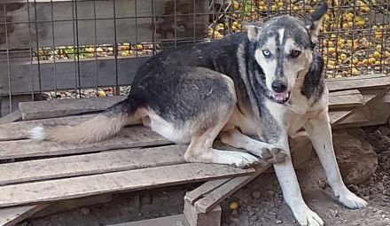 Huskymix Nelson – ein sanfter Held sucht sein Glück.