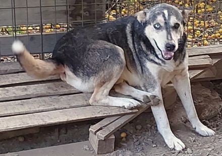 Huskymix Nelson – ein sanfter Held sucht sein Glück.