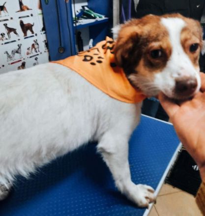 Zwei Hundeseelen auf der Suche nach ihrem Platz im Leben – Nina  & Nora