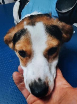 Zwei Hundeseelen auf der Suche nach ihrem Platz im Leben – Nina  & Nora