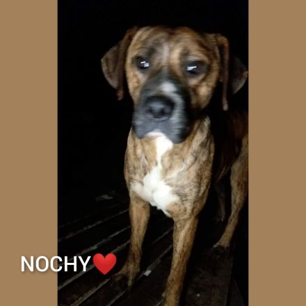 Wessen Herz erwärmt Nochy?