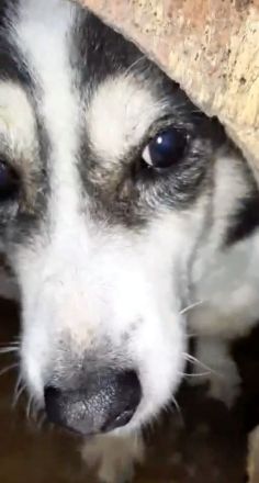 Ohna – eine sanfte Seele auf der Suche nach Geborgenheit!