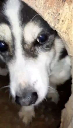 Ohna – eine sanfte Seele auf der Suche nach Geborgenheit!