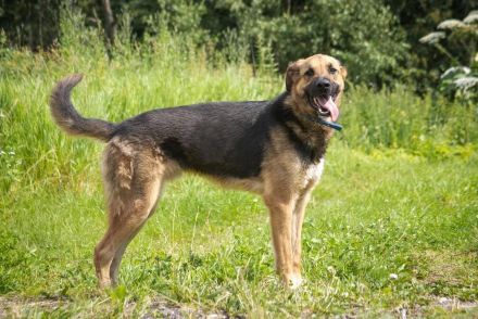 Wulfi sucht ein aktives Zuhause