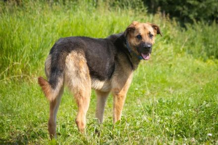 Wulfi sucht ein aktives Zuhause