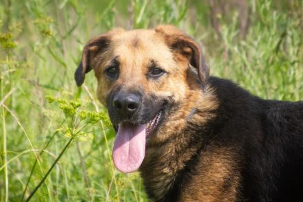 Wulfi sucht ein aktives Zuhause